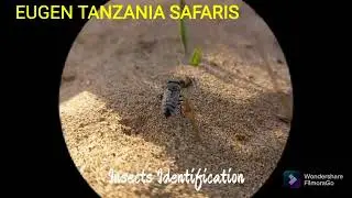 Insects Identification - Sand wasps