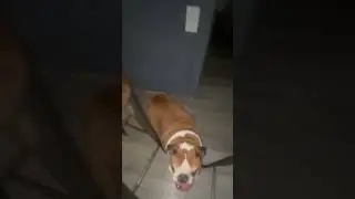 Dog obstacle course!!!