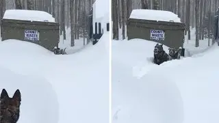 German Shepherd rescues Friend Stuck In Snow