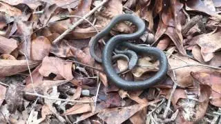 Winter Herping Vlog Episode 4: First of 2017