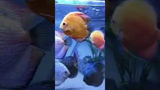 Discus lovers                              Sam exotics 8112261610
