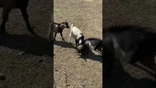 Goat FIGHT 🐐 😬 Clash of the horns #shorts #fight