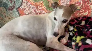 Queens beast completer coin and White Greyhound of Richmond