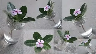 Growing sadabahar plant cutting in water🌿