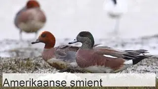 Amerikaanse smient