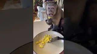Let me show you how to cook eggs