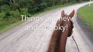 GoPro Kit Kat the Wonder Horse and the first day of cool weather