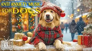 Holiday Music for Dogs 🎄 DOG TV: Relaxing Christmas Music & Videos for Dogs to Relieve Anxiety (NEW)