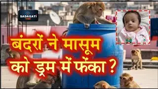 NEWS - मासूम को घर से उठा ले गया बंदरों का झुंड, पानी भरे ड्रम में डुबोया #monkey #sitapur