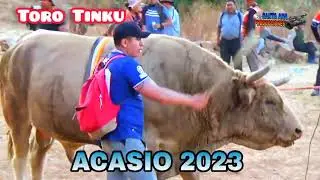 toro tunku de Acasio 2023