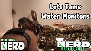BABY WATER MONITORS LIZARDS - TAME THEM - TRICKS