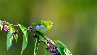 暗綠繡眼鳥 Swinhoe's White eye