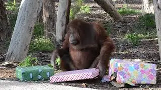 Los animales de Río Safari abren sus regalos de Navidad
