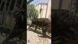 Cat on Leash: what it really is like