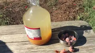 Wino z amerykańskiego persymona 🍷 / Piwo 🍺