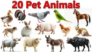 Learn 20 Pet Animals Name for Kids 🐶 | पालतू जानवरों के नाम | Domestic Animals | Ankur Study Class