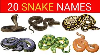 20 Snakes Name in English | Learn Reptile Animals for Kids with Pictures and  Sounds