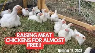 Raising Meat Chickens For Almost Free