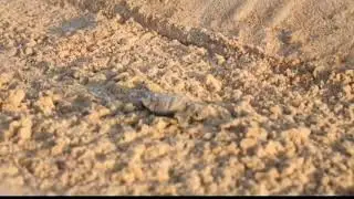 Virginia Aquarium officials excavate sea turtle nest