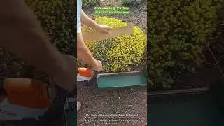 Harvesting Yellow Santolina Flowers