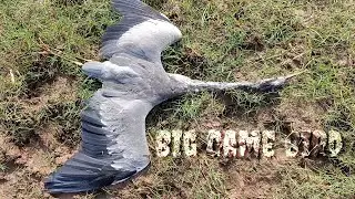 Great blue heron bird hunting | birds hunting  | duck hunting