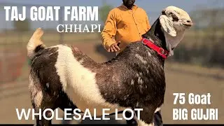 TAJ GOAT FARM | BIG SIZE GUJRI | PIROJPURA ,CHHAPI, GUJRAT | WHOLESALE VIDEO PART 1