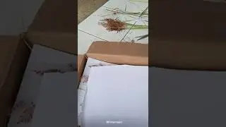 vara mengeringkan bunga tanpa mengubah warna aslinya, yuk buat !