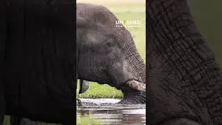 African Elephant Encounter - #photosafaris