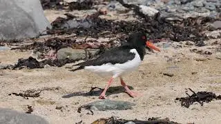 A Eurasian Oystercatcher Takes a Short Stroll along Ytri Dunga Beach in Iceland