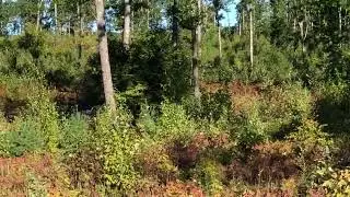 Bull Moose in Massachusetts