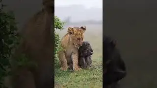 Lion Protects Baby Monkey From Rain 🦁🐒☔️