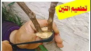 تطعيم (تلقيم تركيب)شجرة التين طريقة القلم بالشق بسهولةfig grafting