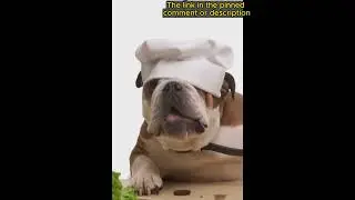 The Ultimate Guide to Holistic Pet Health, #urbanpets #holisticpetcare #pethealthtips #petwellness
