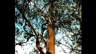 #eucakaliptus #blue gum tree #@drajaykumarchakrabartyelec6792