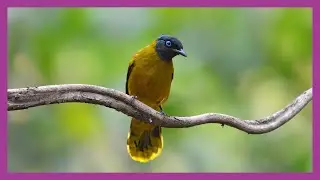 Black-headed Bulbul