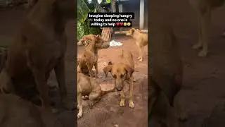 Please subscribe to help my cats and dogs