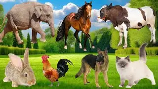 Relaxing Farm Animals: Rabbit, Horse, Duck, Cow, Pig, Goat, Chicken, Dog - Animals Moments