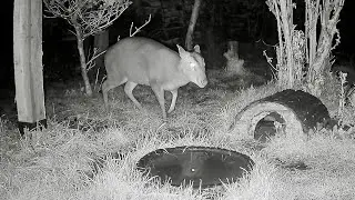 Wild Garden Diary February 3rd-4th
