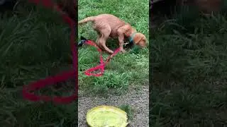 OPTIMISM IS BULLSHIT ~ OSCAR WILDE QUOTE &ldquo;SUMMER&rdquo; TIME AT THE POND ~ SWIMMING RETRIEVING 🎾 TENNIS.