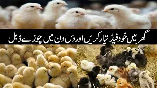Healthy Feed for Chicks to Fast Growth || Poultry Feed Formula || Best Feet|| Birds HUB