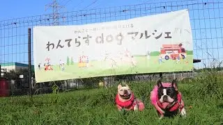 2025  night わんてらす dog マルシェ in DOG PARK RUN and POOL ／ 常総運動公園 フレブル　さくらと小春