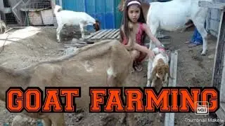 GOAT FARMING part 3||native goat and Boer,anglo Nubian||grass fed goat||shie la Methuselah channel