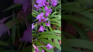 Красота розовой орхидеи 💕🥰💥 #цветокорхидеи #шорты