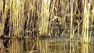 Jack snipe ( Lymnocryptes minimus)