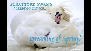 SLEEPING ON ICE & DREAMING SPRING (STRATFORD MUTE SWANS) MUSIC