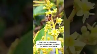 Bees Pollinating Avocado Flowers 🐝🌸#satisfying #avocado #bee
