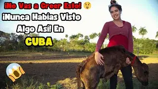 🦘🐄 Este Ternero parece un Canguro &iexcl;Incre&iacute;ble Malformaci&oacute;n en Cuba!