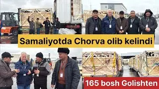 Germaniya 🇩🇪dan Furqat tumaniga ilk bor 165 bosh buġoz gunojinlar keldi like 👍 