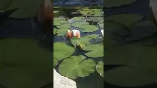 Beautiful lotus opening timelapse.