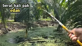 Sungguh di luar nalar‼️rawa jarang di jamah ikan nya purba² pak‼️#mancingliar 